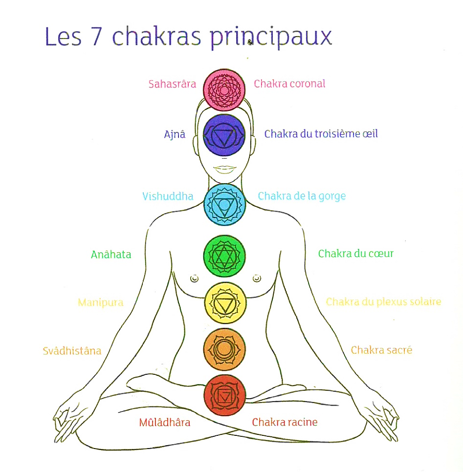 Dessin représentant les 7 chakras principaux. Le chakra 1 est rouge il est situé à la base de la colonne vertébrale. Le chakra 2 est représenté par la couleur orange et il est situé en dessous du nombril. Le chakra 3 est de la couleur jaune et il est situé au niveau du plexus solaire . Le chakra 4 est de la couleur verte et il est situé au centre de la poitrine dans l alignement des mamelons. Le chakra 5 est de la couleur bleue et il est situé au niveau de la gorge. Le chakra 6 est de la couleur bleue foncée et il est situé entre les sourcils. Le chakra 7 est de la couleur violette et il est situé au niveau de la pointe extrême du crâne.